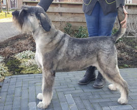 Privé-cursus Schnauzer trimmen